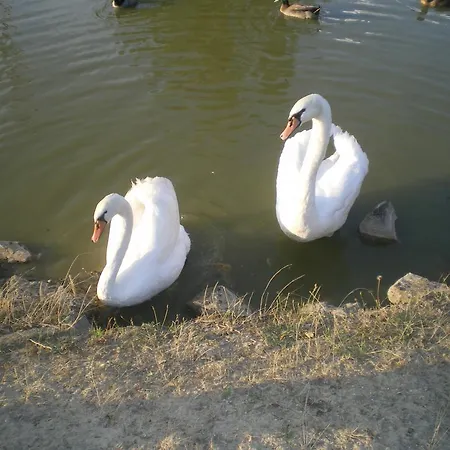 Le Poulailler * Lavit