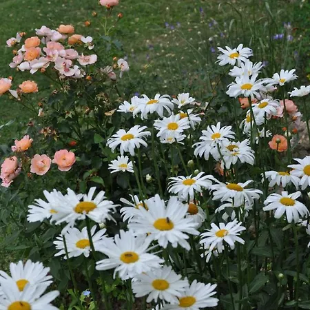 Le Poulailler Chalé Lavit