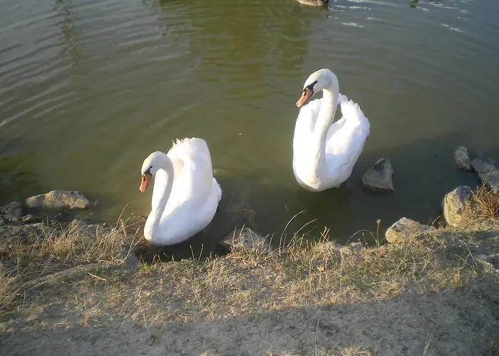 Le Poulailler * Lavit